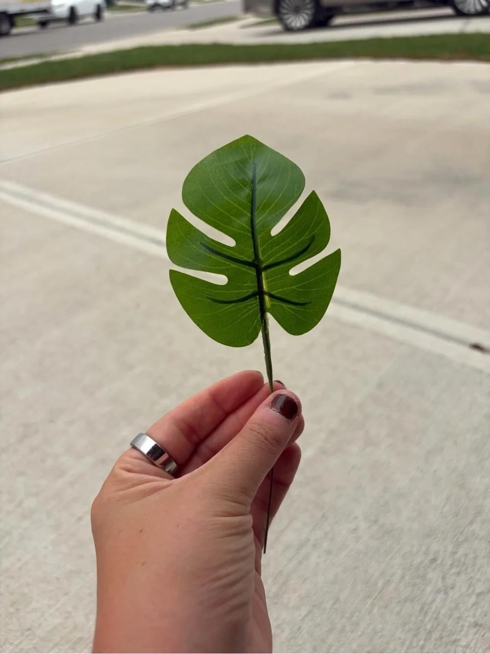 8 Baby Monstera Leaves